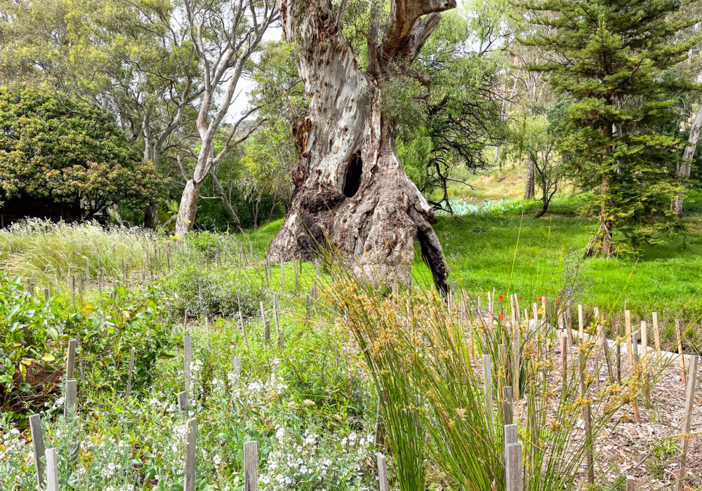 Brownhill Creek (Wirraparinga) work